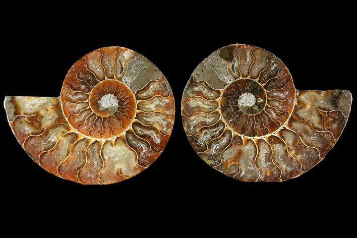 Sliced Ammonite Fossil - Agatized #114862